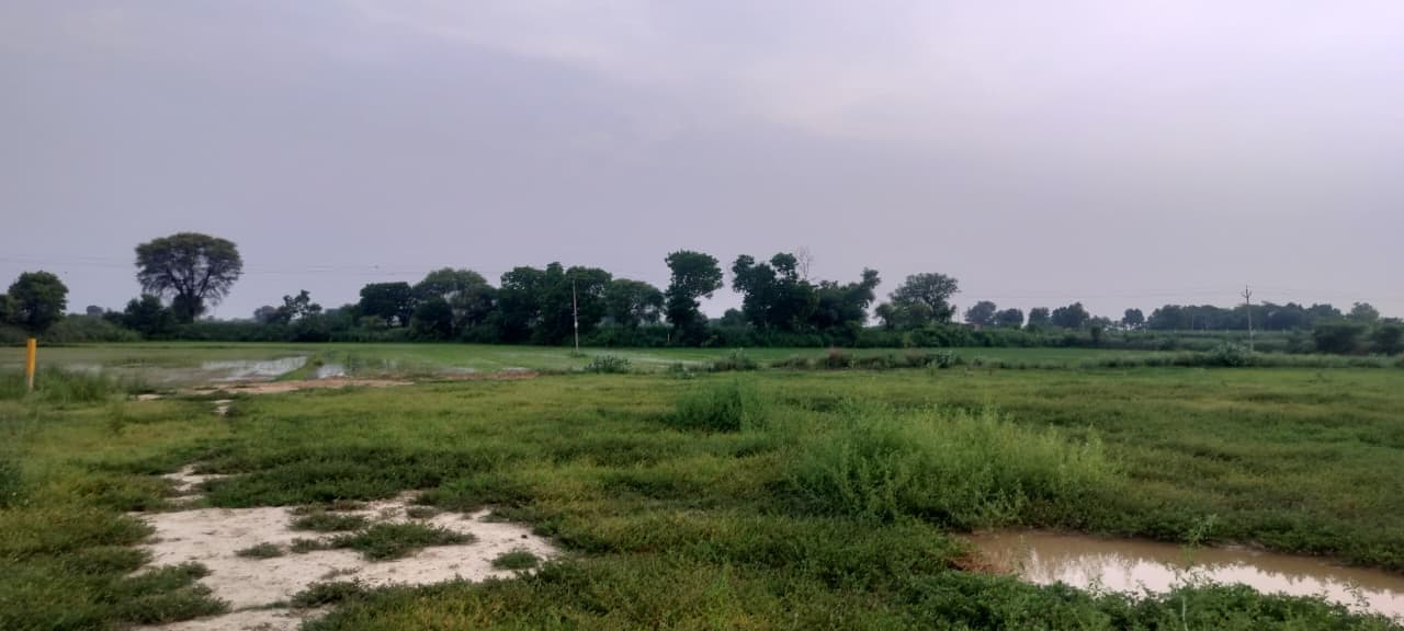 Ground-level view across the land parcel in Sector 10, Pataudi, with green cover in the foreground and a tree line along the far boundary.
