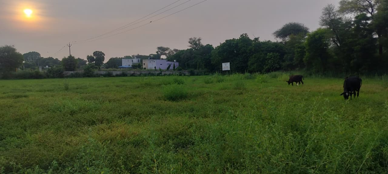 The parcel at sunset, green ground cover in the foreground and low buildings behind a boundary wall on the far side.